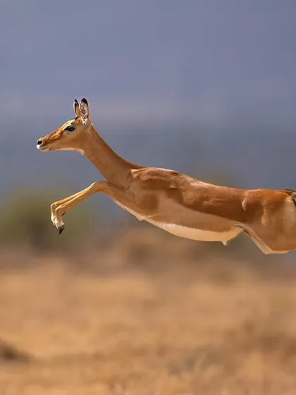 An impala frozen mid-flight in Laikipia. This shot was about timing, technique, and positioning our vehicle to get a clean background and sharp action.