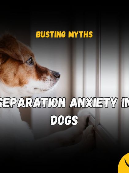 DogNation - Dog Training & Behavior Solving Common Behavior Problems photo 22