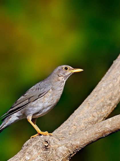 A female Tickell's Thrush is perched on a large, diagonal branch. The simple, clean composition highlights the bird's sleek form and subtle gray plumage.
