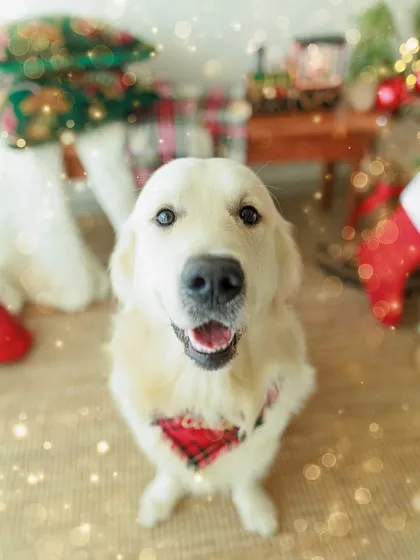 Unwrapping joy and furry cheer in my studio. This happy golden retriever is ready for his holiday portrait, proving that pets bring their own special magic to a photoshoot.
