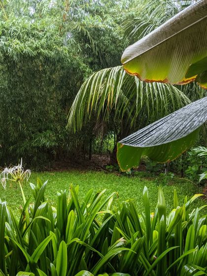 The garden comes alive during a rain shower, with water droplets highlighting the vibrant green of the broad leaves and lawn. My designs are planned to be beautiful in all weather conditions.