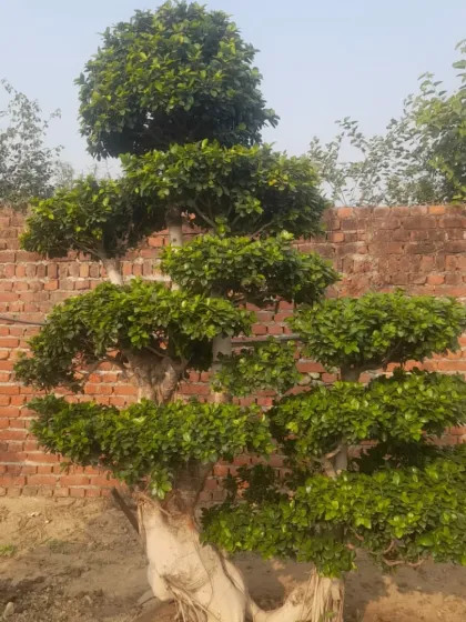 This Ficus bonsai has a beautiful, layered canopy. It's a perfect example of a low-maintenance, high-impact outdoor plant.
