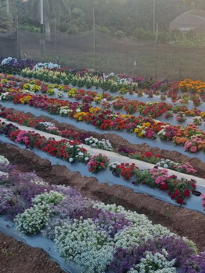Another view of our flower trials, with rows of marigolds, petunias, and alyssum creating a carpet of color under the morning sun.