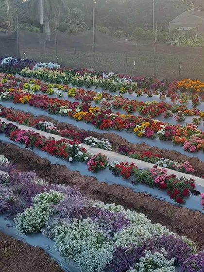 Another view of our flower trials, with rows of marigolds, petunias, and alyssum creating a carpet of color under the morning sun.