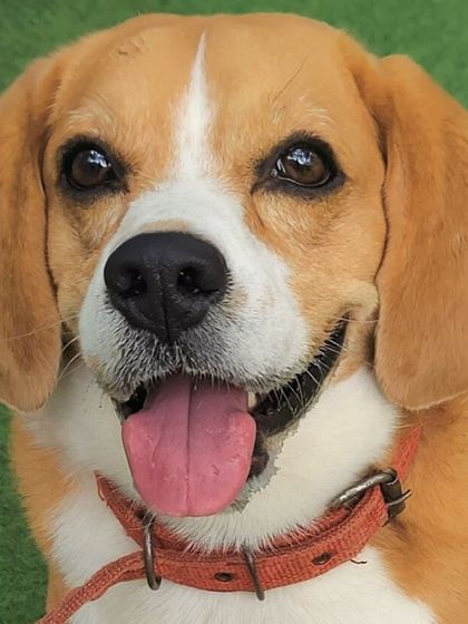 Becky's Bow Wow House - Dog Boarding (Overnight & Long-Term) Pawsitive Vibes: Our Happy Guests photo 15