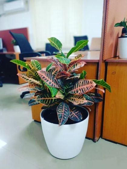 Hygrinz - Garden Design & Landscaping Our Plant & Flower Showcase photo 4