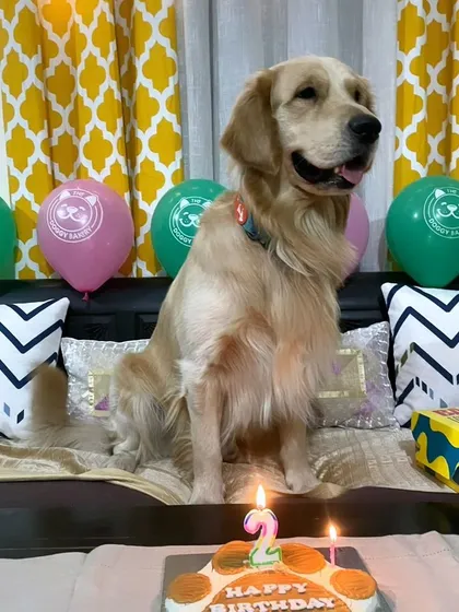 This Golden Retriever is celebrating turning two with a delicious and healthy cake, complete with candles to mark the special occasion.