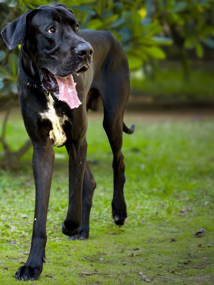 The elegant, long-legged stride of a black Great Dane in a park setting. The vibrant green grass makes his dark coat stand out beautifully.