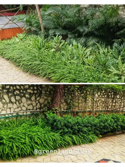 Examples of our outdoor ground cover and border planting for corporate campuses. We select hardy, dense foliage like ferns to create lush, low-maintenance green borders along pathways and walls.