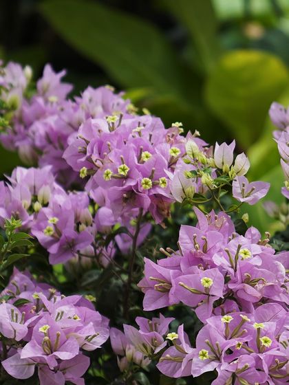 The delicate lavender hue of these Bougainvillea bracts offers a softer, more subtle color palette for a garden. They look beautiful against lush green foliage.