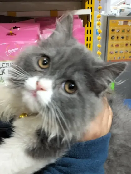 Just look at this face. This is Chiku, a regular visitor who always brightens my day. It’s moments like these that remind me why I do what I do. I treat every pet that comes through my door like my own family.