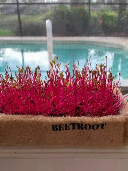 Add a splash of color and a huge boost of nutrition to your meals with homegrown beetroot microgreens. My easy-to-use starter kits let you grow these vibrant superfoods right on your windowsill, making healthy eating simple and fun.