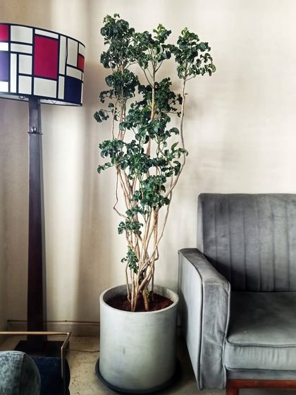 Luxe Green Styling: Homes, Offices & Events photo 34