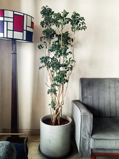 The Aralia Blackie is back on popular demand. With its deep, rich foliage and unique texture, this rare plant is a true showstopper. It adds a touch of moody sophistication to any interior.