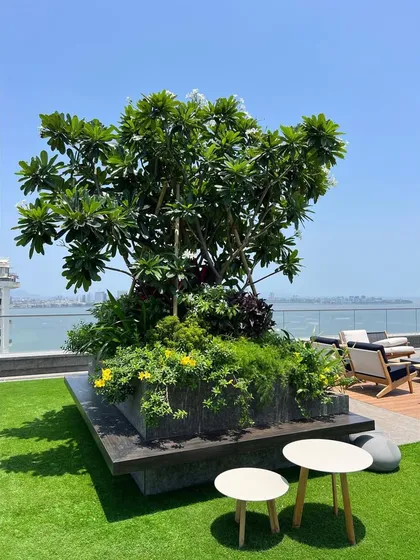 A mature frangipani tree serves as the centerpiece of this rooftop planter. We use large-scale plants wherever possible to create impact and provide a sense of permanence and establishment in our terrace gardens.
