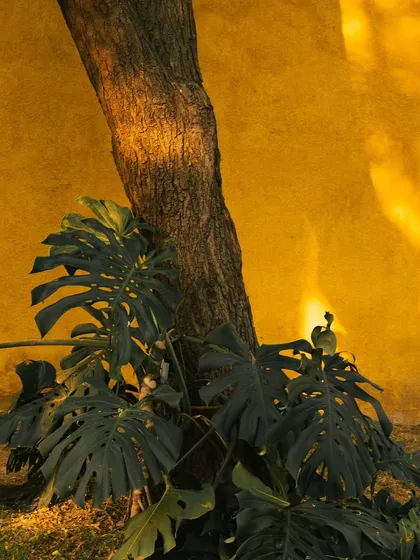 A mature tree trunk stands against the ochre wall, a symbol of the harmony between the built and the natural.