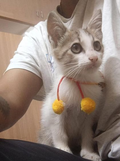 Biscuit sitting calmly on his human's lap. He is a very sociable and loving little guy.