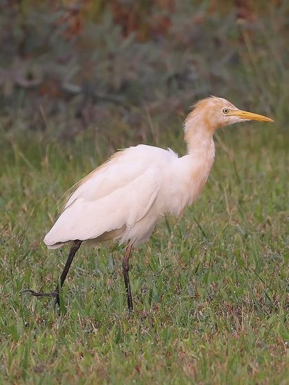 Waders, Ducks & Waterbirds photo 85