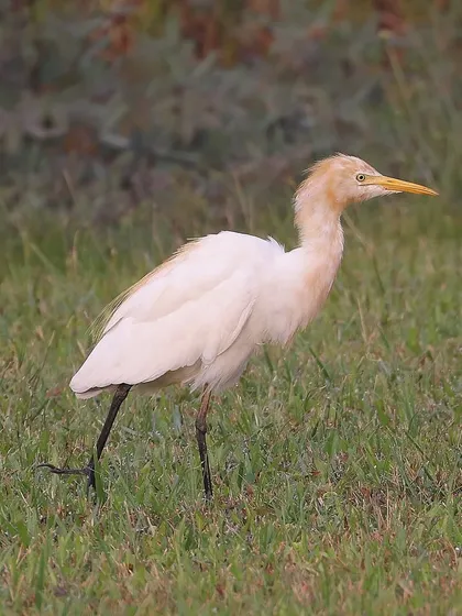 A Cattle Egret on the move. These cosmopolitan birds are found on every continent except Antarctica and have expanded their range dramatically in the last century.