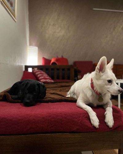 In-Home Pet Boarding