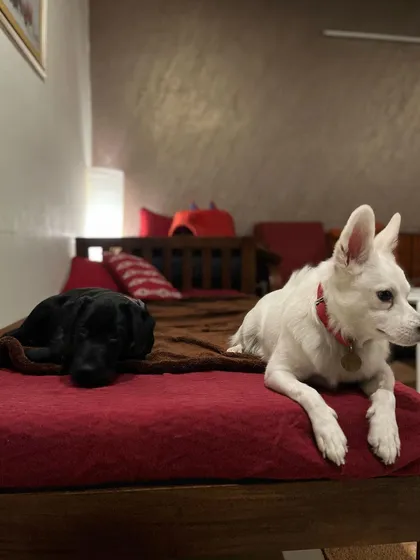Bella settling in on her first day. My home environment helps new dogs de-stress quickly, making them more receptive to learning good behaviors like staying calm on furniture.