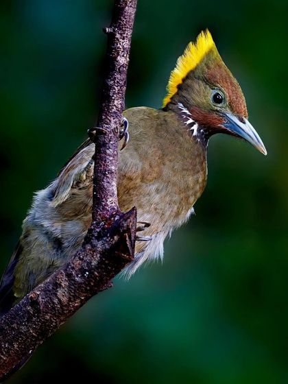 A Greater Yellownape Woodpecker clings to a vertical branch. The dark, moody lighting of the forest creates a dramatic portrait of this striking bird.