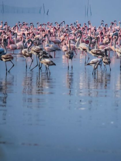 The Avian World: Portraits of Indian Birds photo 13