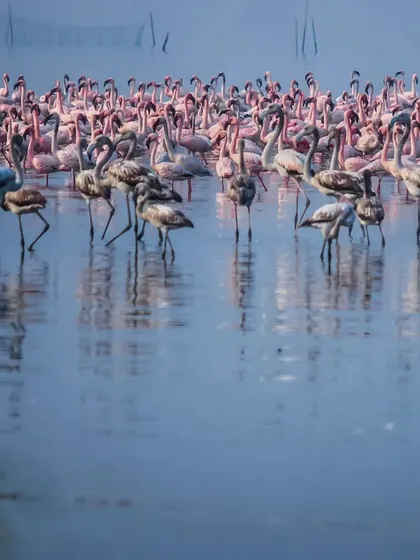 A massive congregation of flamingos, a pink sea against the blue water. This is one of the great natural spectacles of Mumbai.