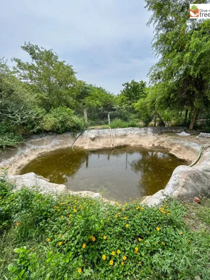 A view of the large water pond at our Jaunapur City Forest. This man-made water body is now a crucial part of the ecosystem, attracting birds and dragonflies and helping to maintain the ecological balance of the area.