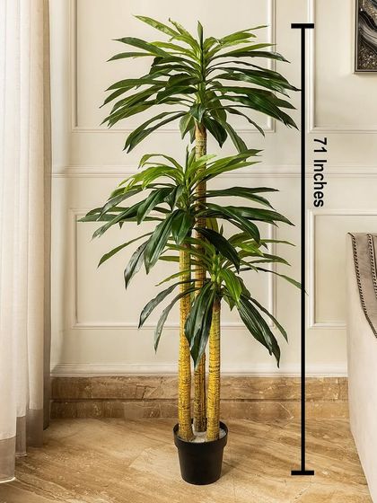 This tall, 71-inch artificial dracaena fragrans plant is perfect for making a statement in a room with high ceilings or an empty corner. Its slender trunks and lush leaves add natural charm and sophistication.
