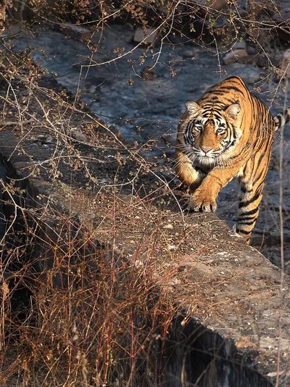Ranthambore: Land of Legendary Tigers photo 27