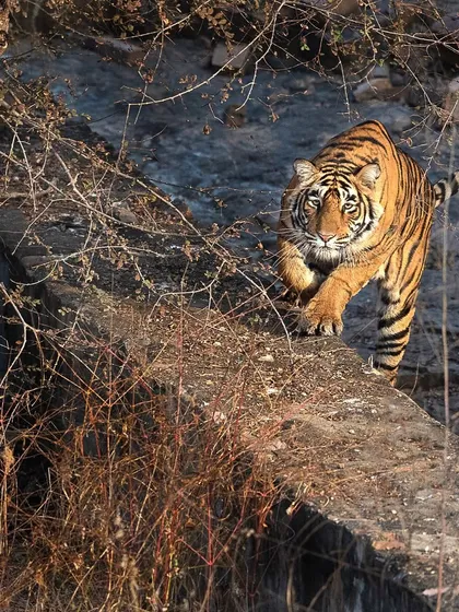 Noori navigating the thorny brush of zone 2. This action shot captures the agility and determination of a tiger moving through its environment.