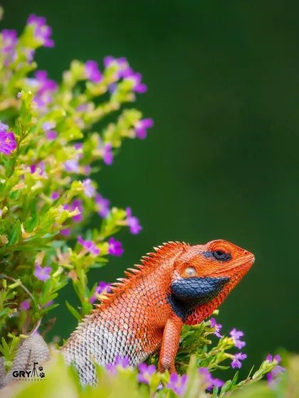 The brilliant orange of this Garden Lizard contrasts beautifully with the purple flowers. My photography covers all forms of wildlife, including reptiles and insects, showcasing the diversity of life in India's ecosystems.