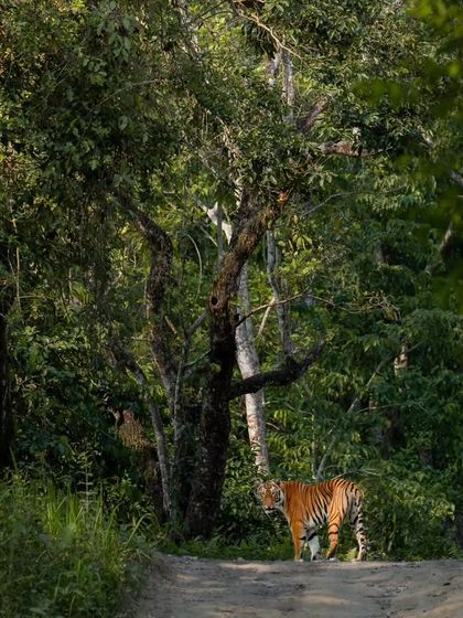 Tigers of India's Jungles photo 67