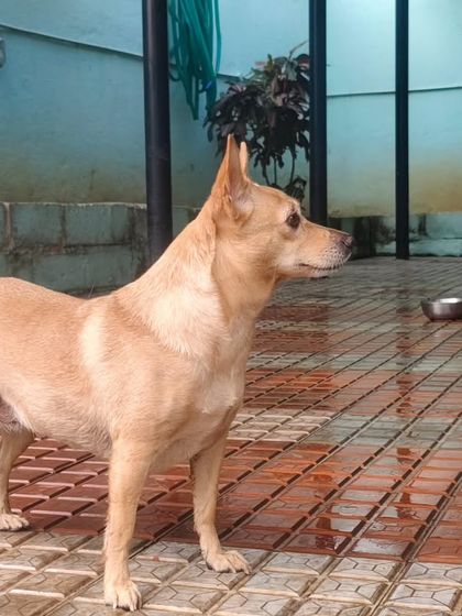 We love our Indies. This little one is confident and alert, enjoying the space.