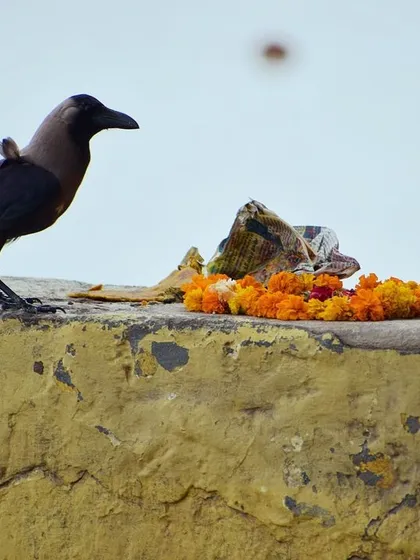 A crow, considered a messenger for ancestors during Pitru Paksha, stands next to a floral offering on a wall at the Yamuna Ghat. It's a symbolic moment of connection.