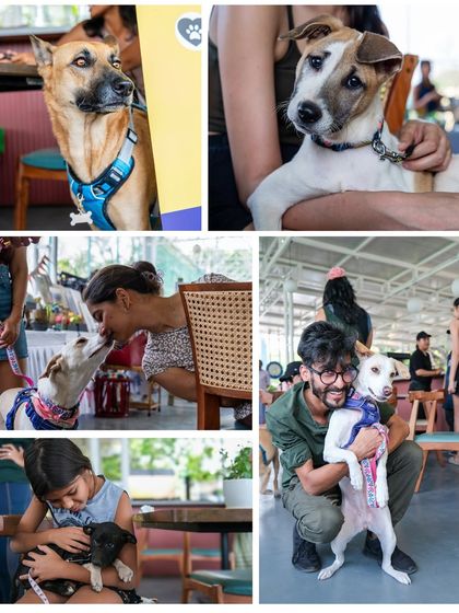 Another beautiful collection of images from the adoption event, capturing kisses, cuddles, and the start of potential new friendships.