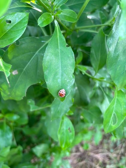 A ladybug rests on a leaf at Ghata Bundh. The presence of beneficial insects like ladybugs, which prey on pests, indicates a balanced and healthy ecosystem without the need for chemical pesticides.