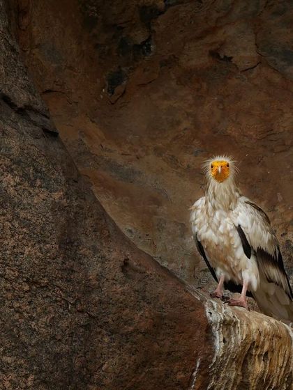 A closer portrait of the Egyptian Vulture on its rocky perch, its bright yellow face standing out against the dark rock.