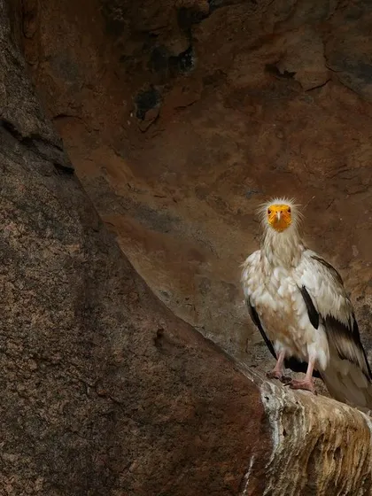 An Egyptian Vulture stares directly into the lens from its perch. The framing uses the natural curve of the rock to create a compelling composition.
