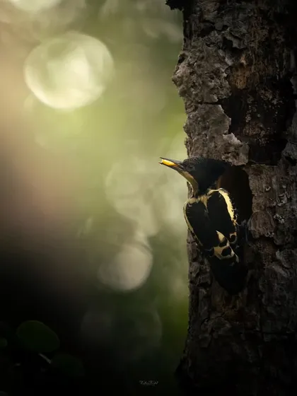 A Heart-spotted Woodpecker peeks out from its nest in a tree trunk, framed by a beautiful, circular bokeh from the morning light filtering through the leaves.