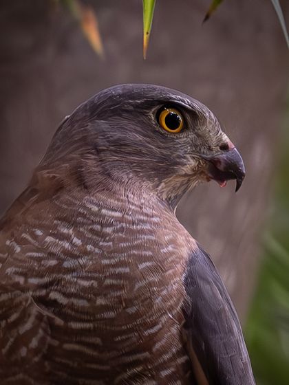 A close-up of a Shikra, a small bird of prey, with a bit of blood on its beak, indicating a recent meal. It's a raw and honest depiction of nature.