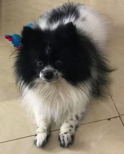 Oreo is a tiny baby who can be a bit fussy, but he absolutely loves my chicken liver meal. I work with owners to find the perfect recipe for even the most particular eaters.