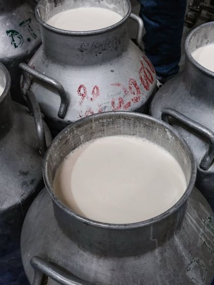 A closer look at the fresh milk. Using high-quality, locally sourced milk is non-negotiable for creating mozzarella with a soft texture and creamy taste.