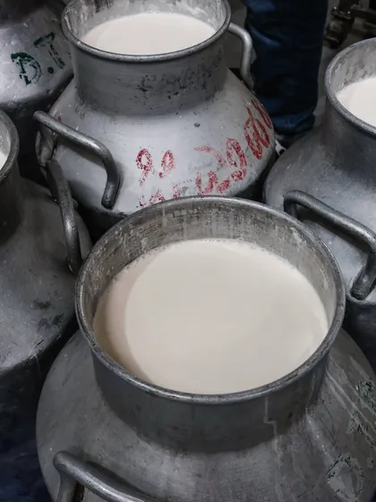 A closer look at the fresh milk. Using high-quality, locally sourced milk is non-negotiable for creating mozzarella with a soft texture and creamy taste.