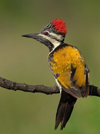 A classic portrait of the Lesser Goldenback, showing the intricate patterns on its neck and face.