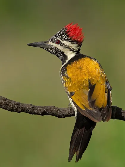 A duplicate of image 61, this portrait of the Lesser Goldenback is sharp and detailed.