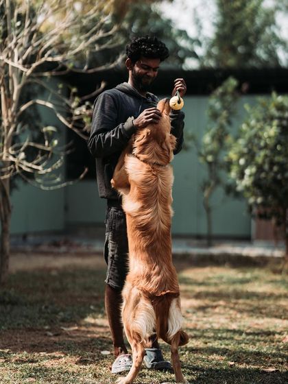 Watson the Golden Retriever is all focus during playtime. Using toys is a great way to make training feel like a game and build a strong, positive relationship.