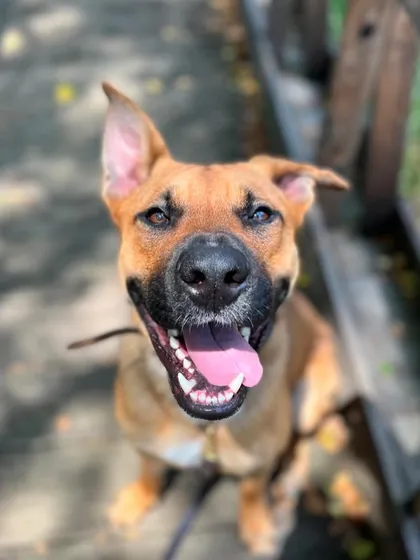 The happy face of my student dog, Doug, who was an integral part of my certification journey.