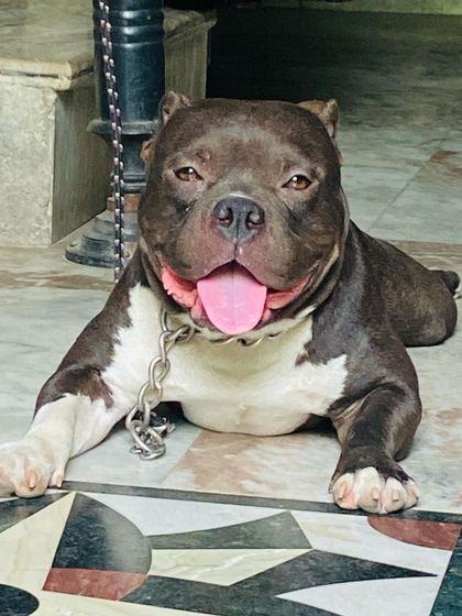 Relaxing at home after a long day. Even the toughest dogs need their rest. Sultan is a calm and composed member of our household.